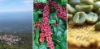 Picture of Classic Blend - Beans - 1kg